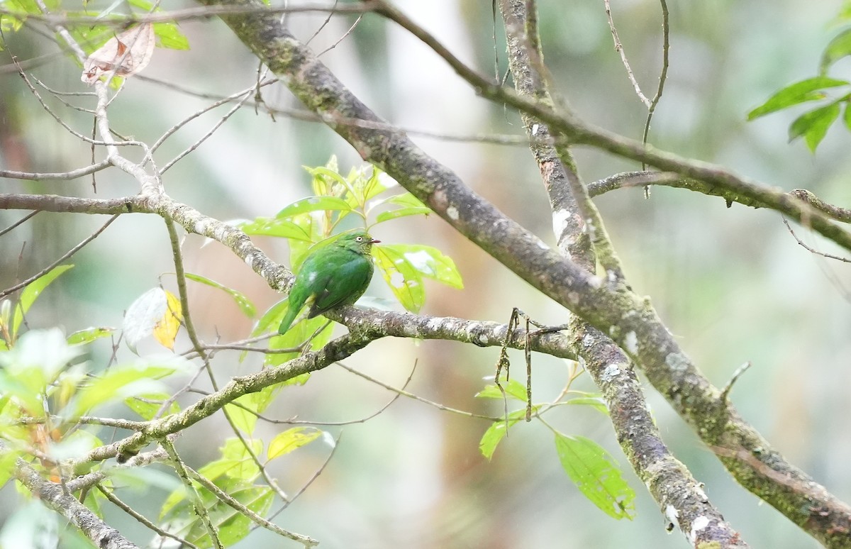 Scharlachbrustkotinga - ML647454865