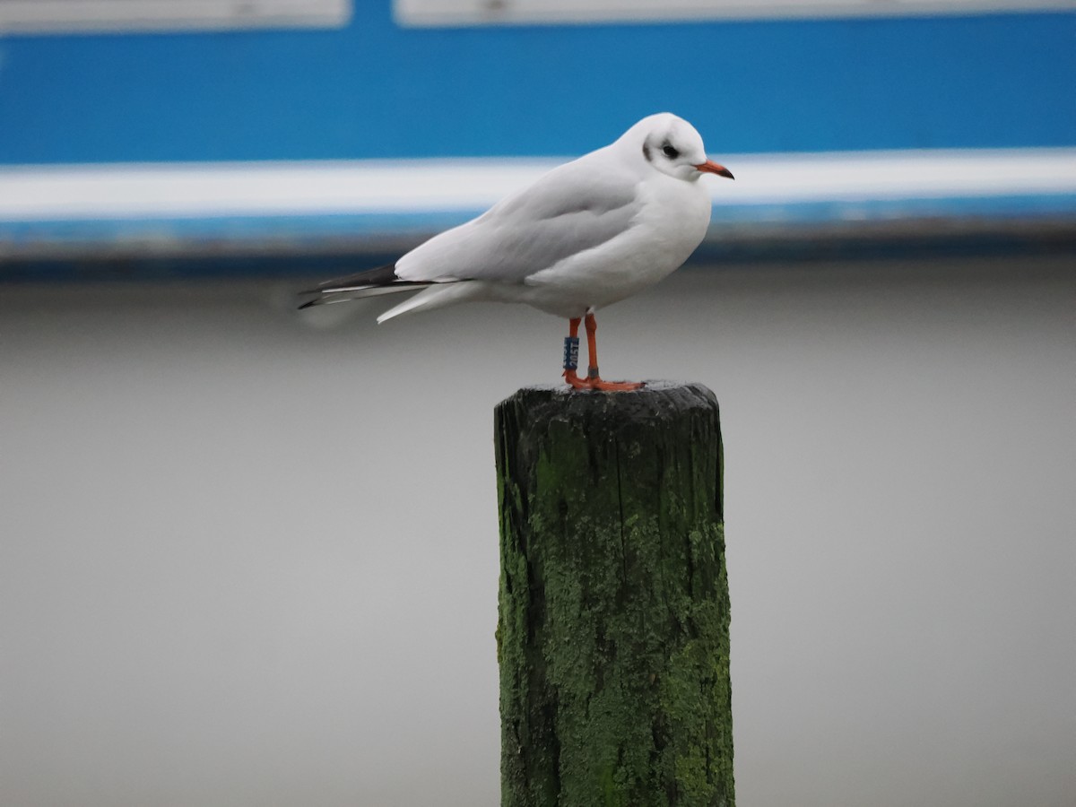 Gaviota Reidora - ML647454867
