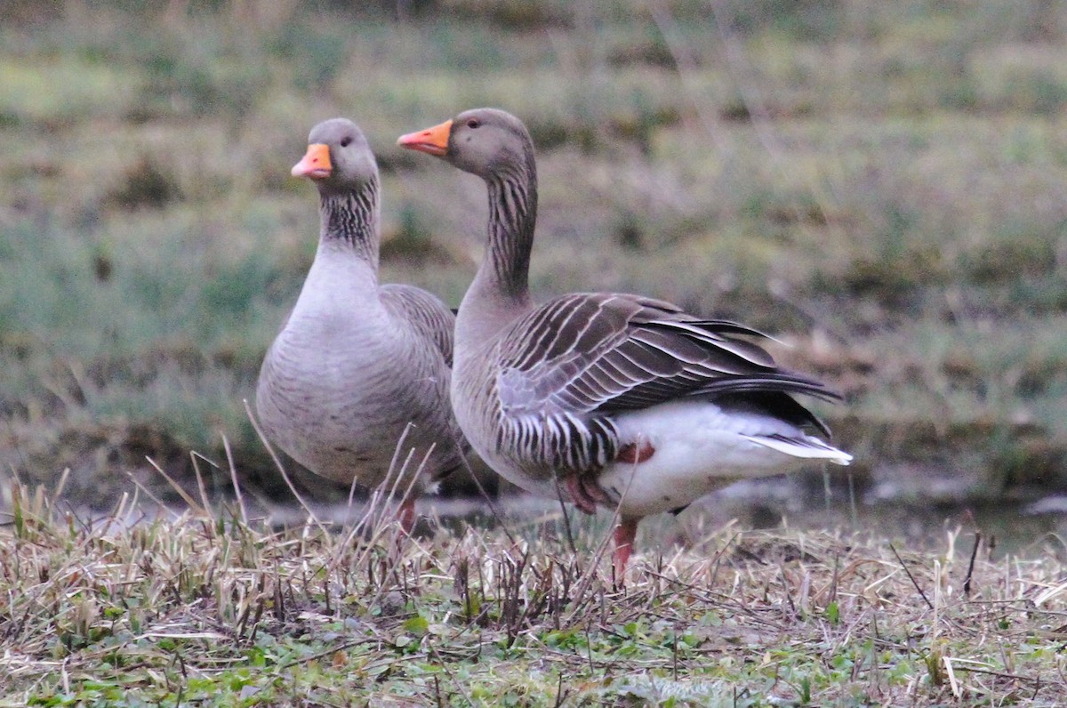 Гуска сіра - ML647454868