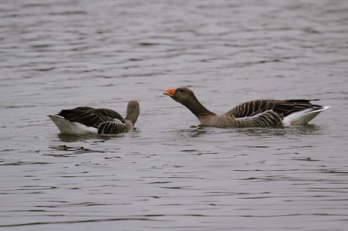 Гуска сіра - ML647454869