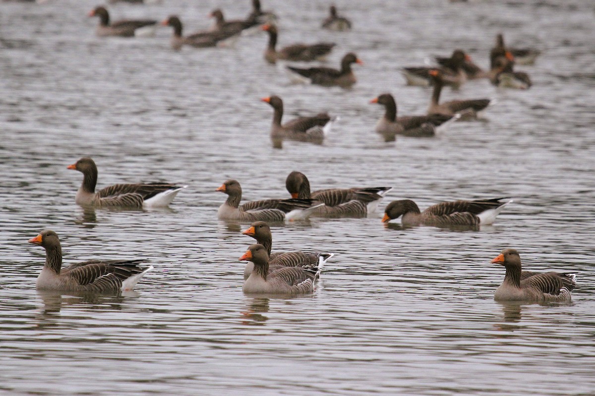 Гуска сіра - ML647454870