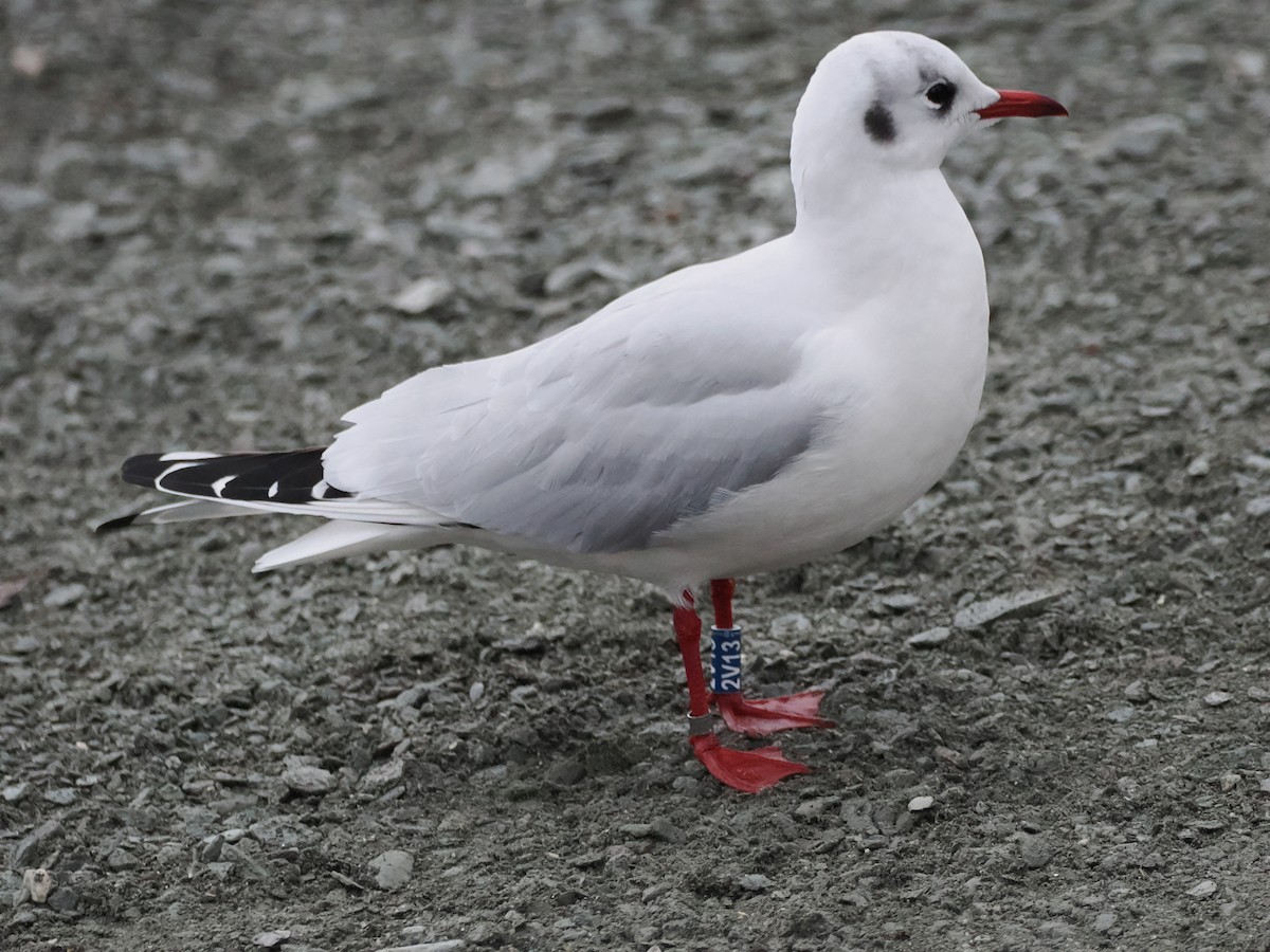 Gaviota Reidora - ML647454872