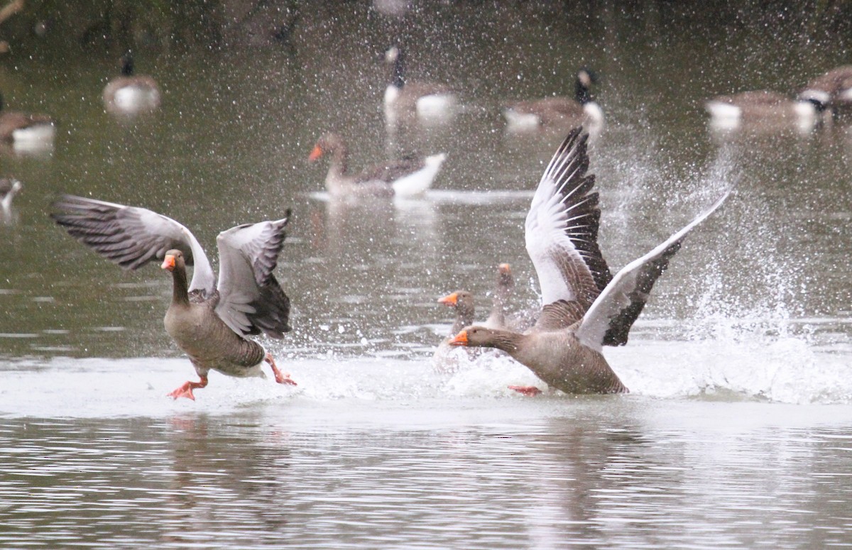 Ánsar Común - ML647454873