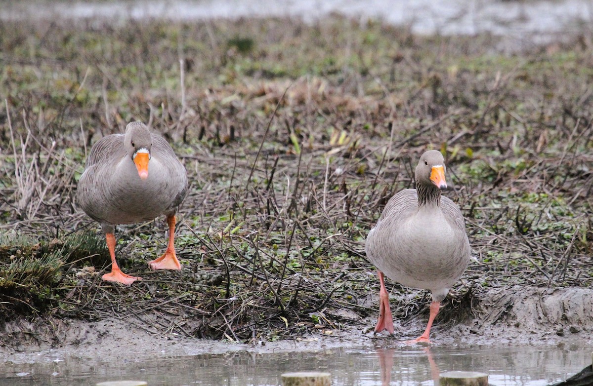 Ánsar Común - ML647454874