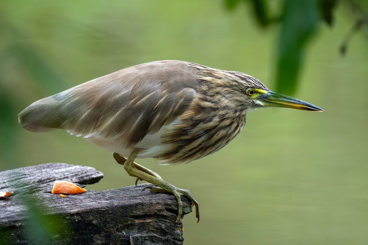 Garcilla India - ML647454875