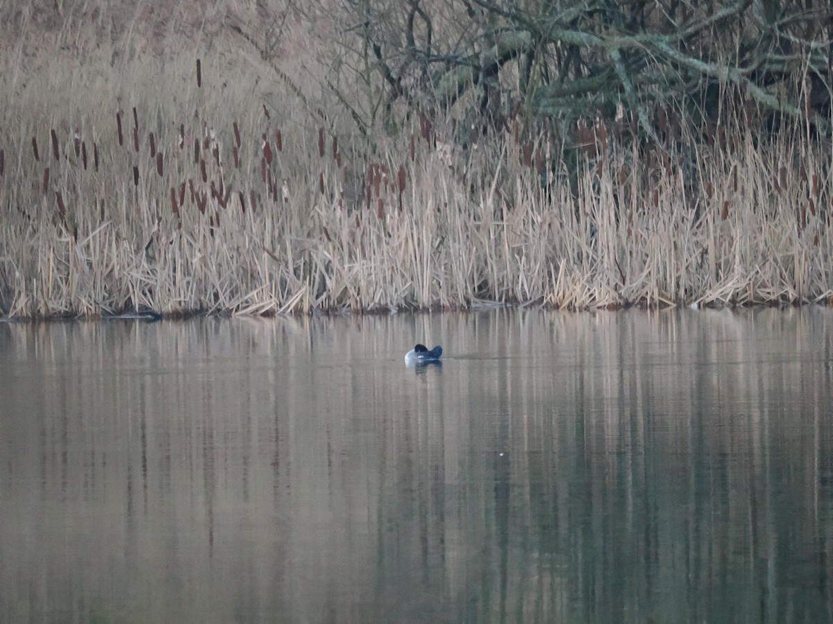 Porrón Osculado - ML647454876