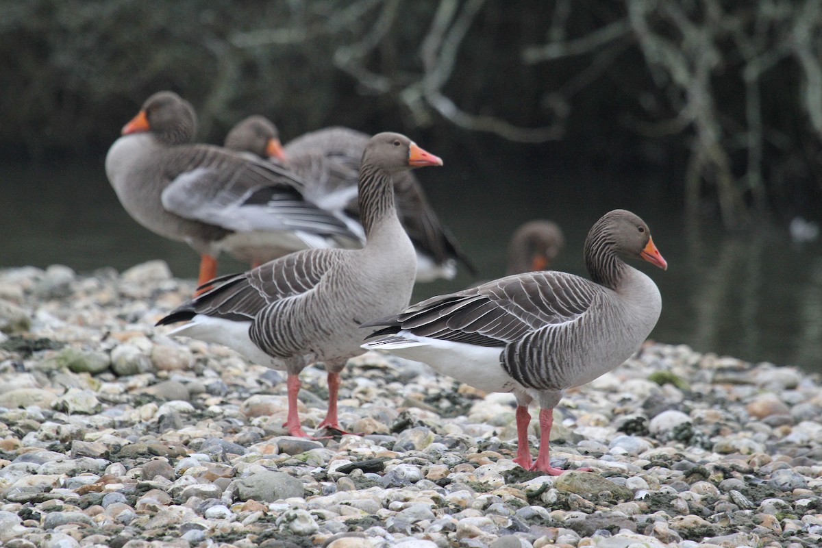 Ánsar Común - ML647454877