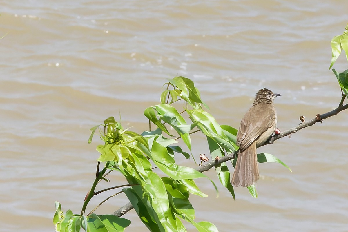 Bulbul de Blanford Oriental - ML647454878