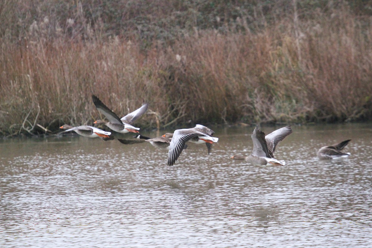 Ánsar Común - ML647454881