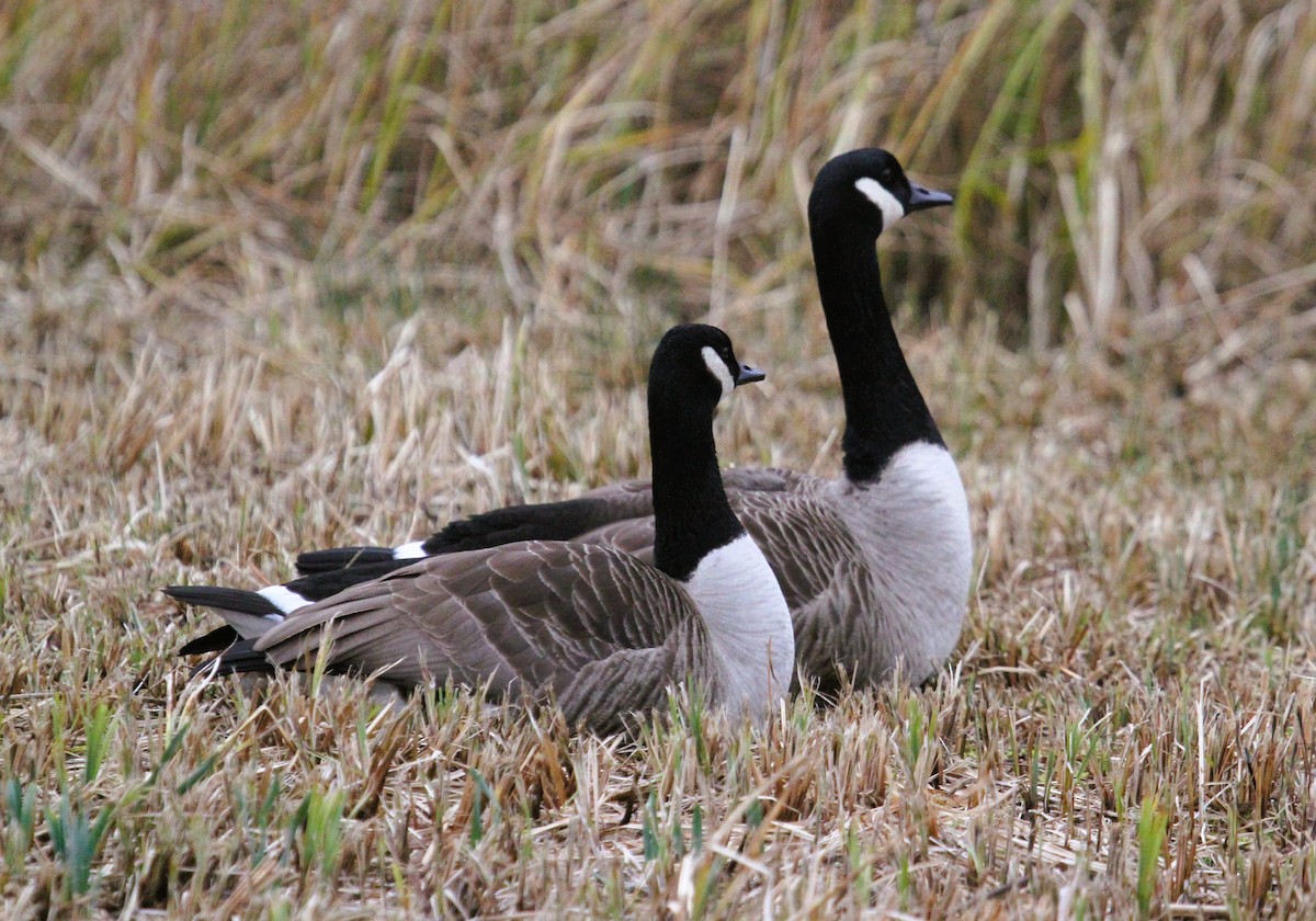 Barnacla Canadiense Grande - ML647454884