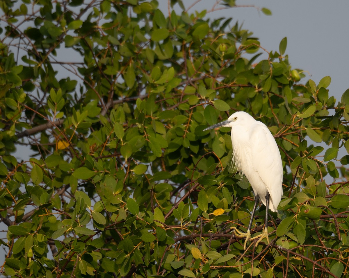 Garceta Común - ML647454886