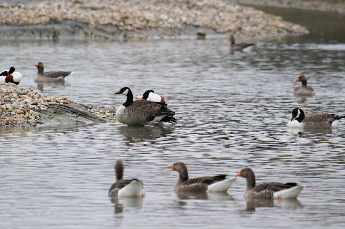 Barnacla Canadiense Grande - ML647454887