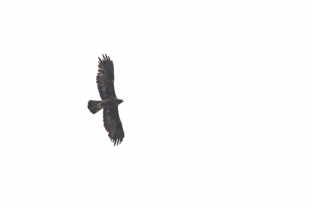 Águila Real - ML647454888