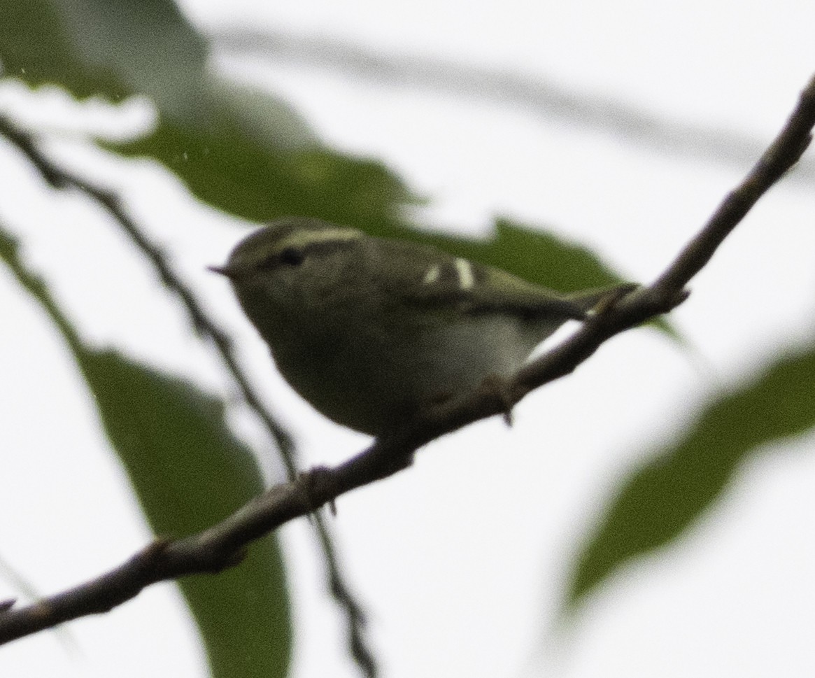 Mosquitero Bilistado - ML647454890