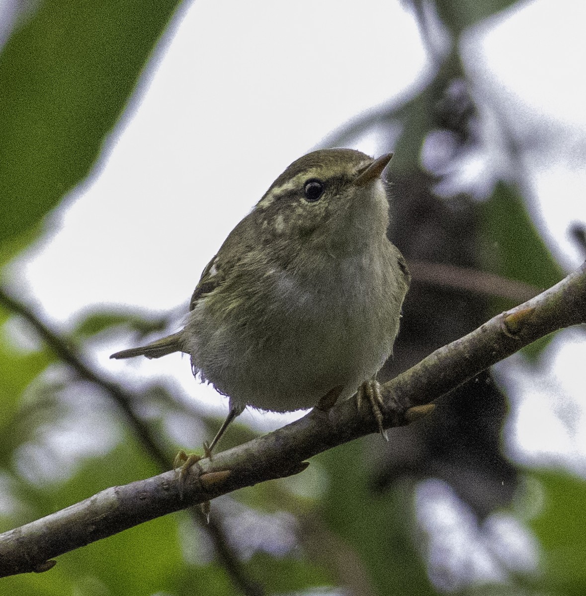 Mosquitero Bilistado - ML647454891
