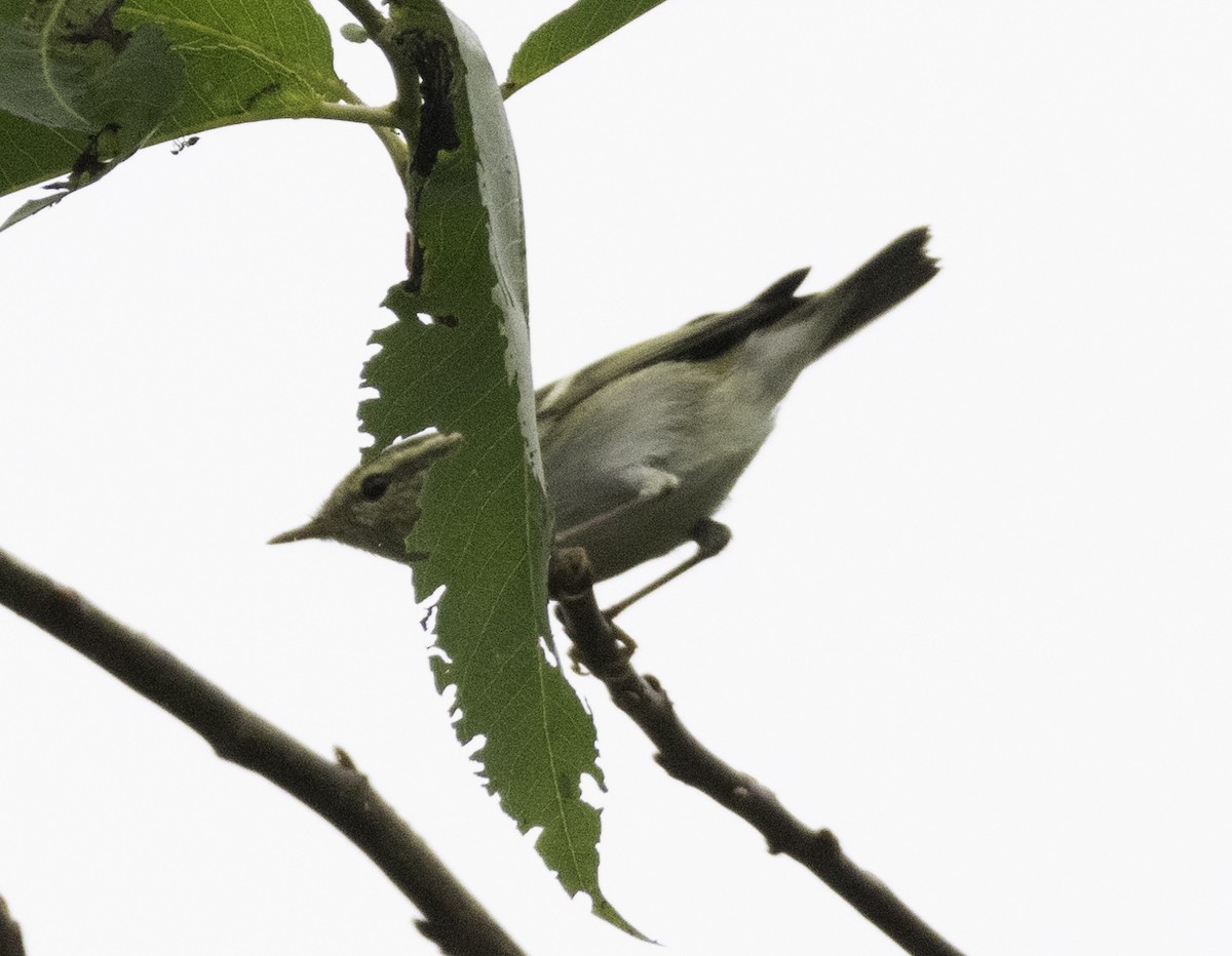 Mosquitero Bilistado - ML647454892