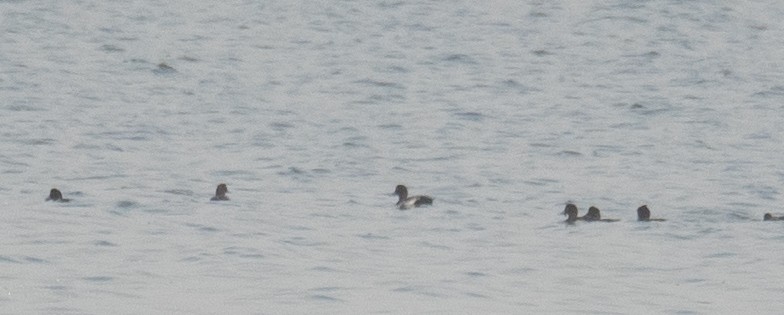 Porrón Bastardo - ML647454893