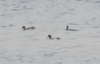 Porrón Bastardo - ML647454894