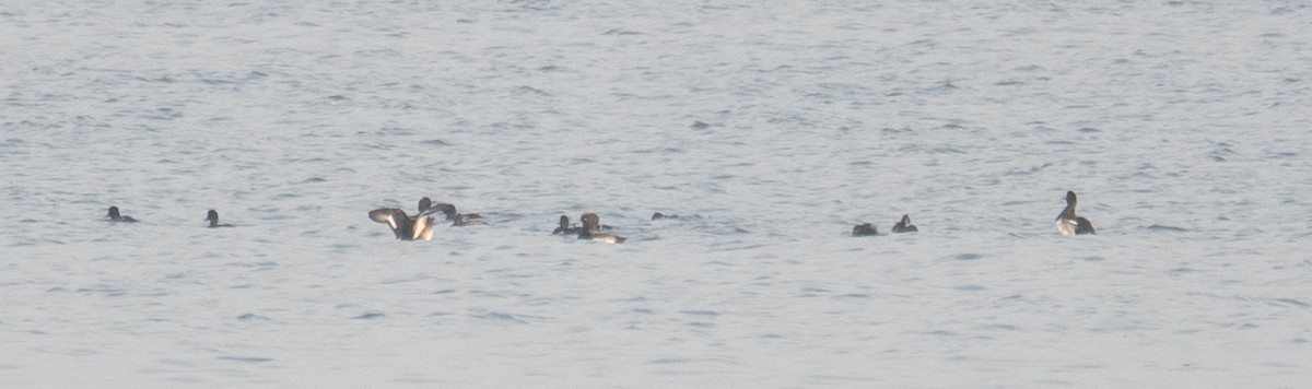 Porrón Bastardo - ML647454895