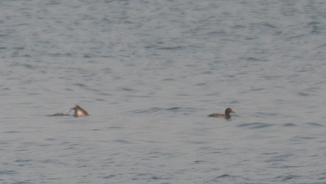 Porrón Bastardo - ML647454896