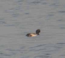 Porrón Bastardo - ML647454897