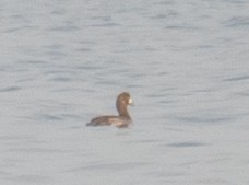 Porrón Bastardo - ML647454898