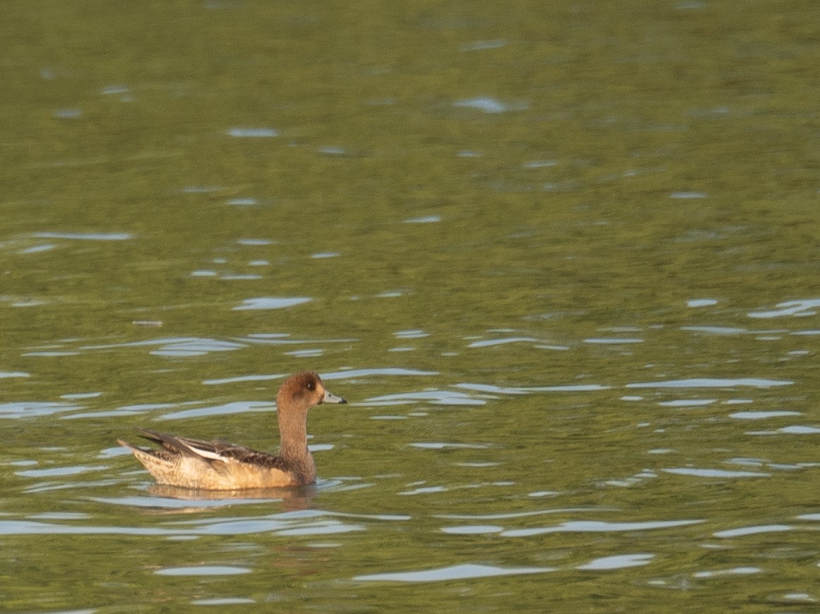 Silbón Europeo - ML647454899
