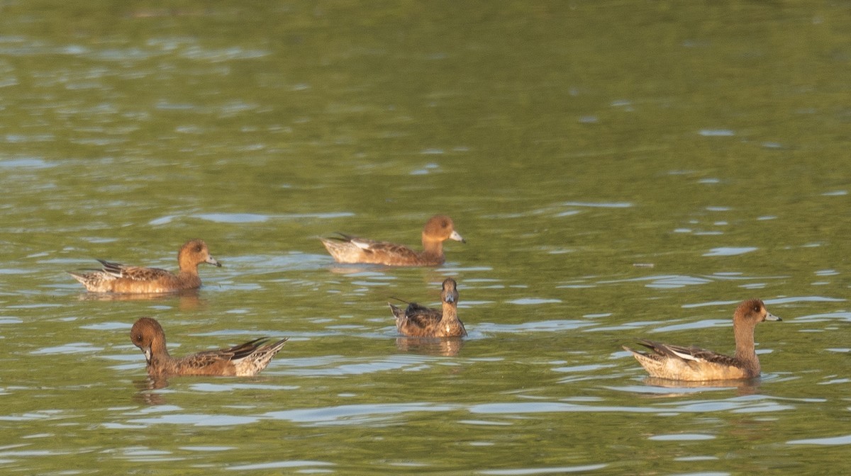 Silbón Europeo - ML647454900