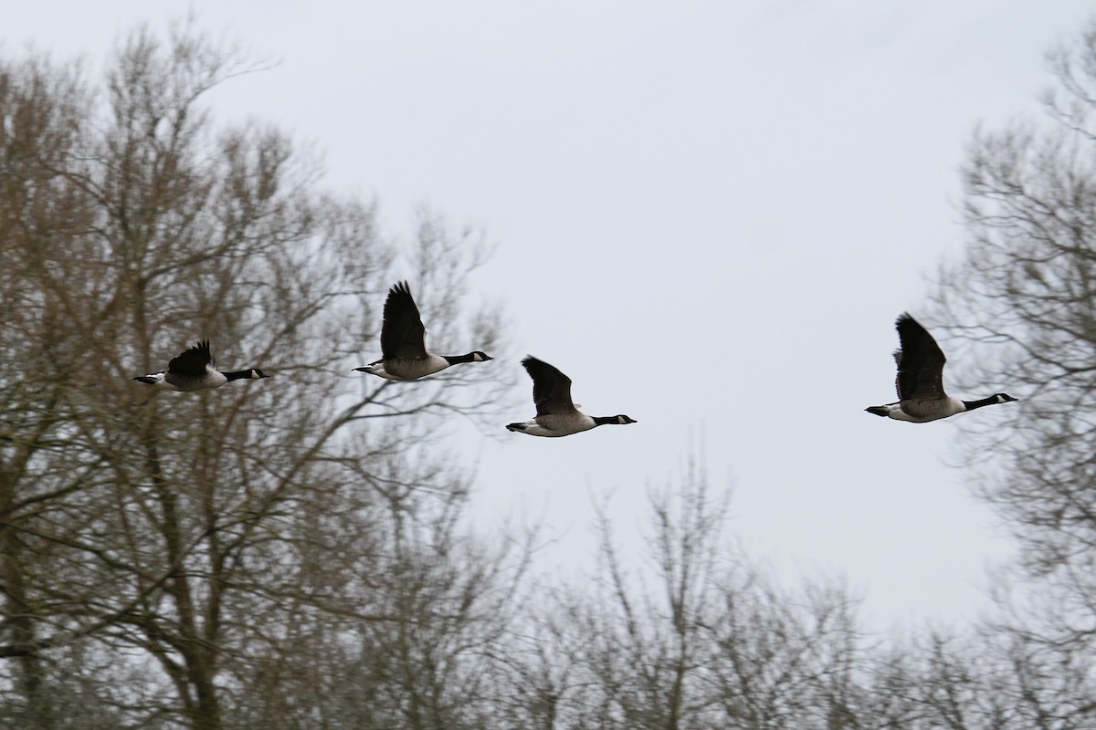 Barnacla Canadiense Grande - ML647454901