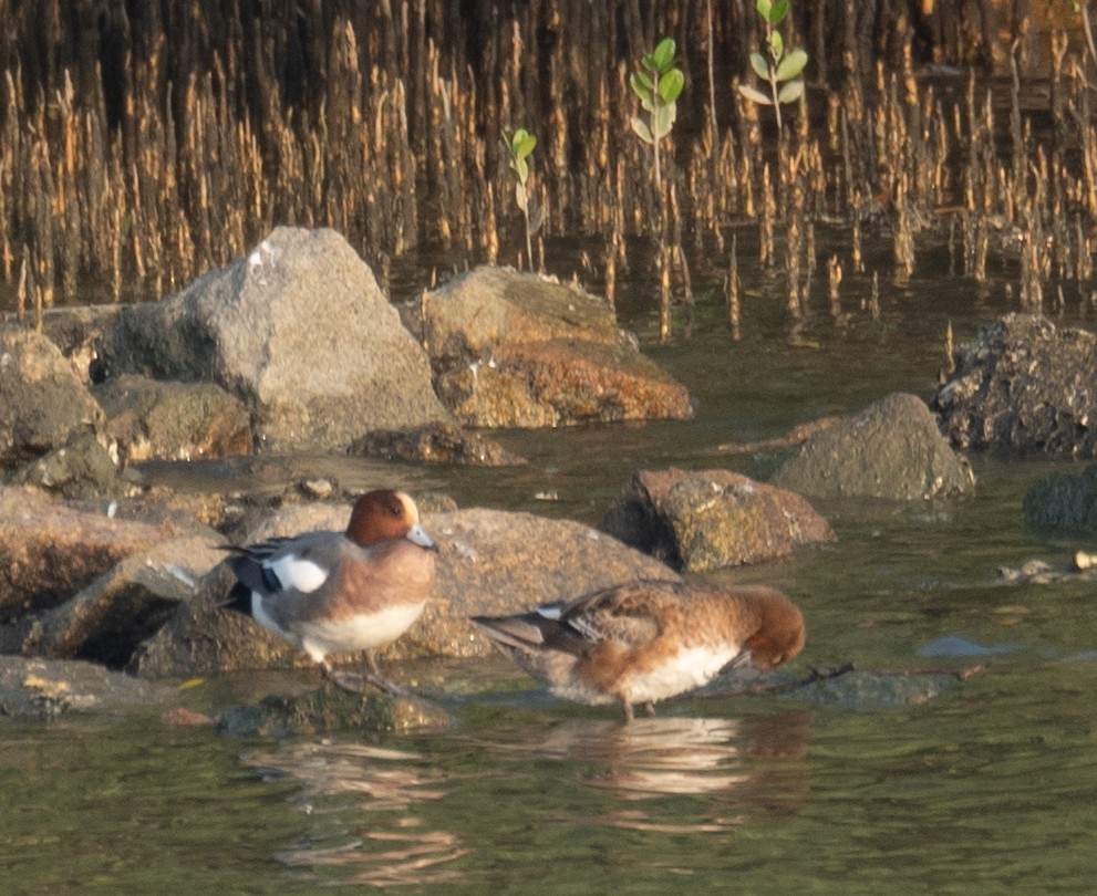 Silbón Europeo - ML647454902