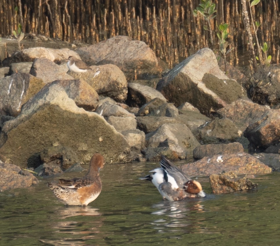 Silbón Europeo - ML647454903
