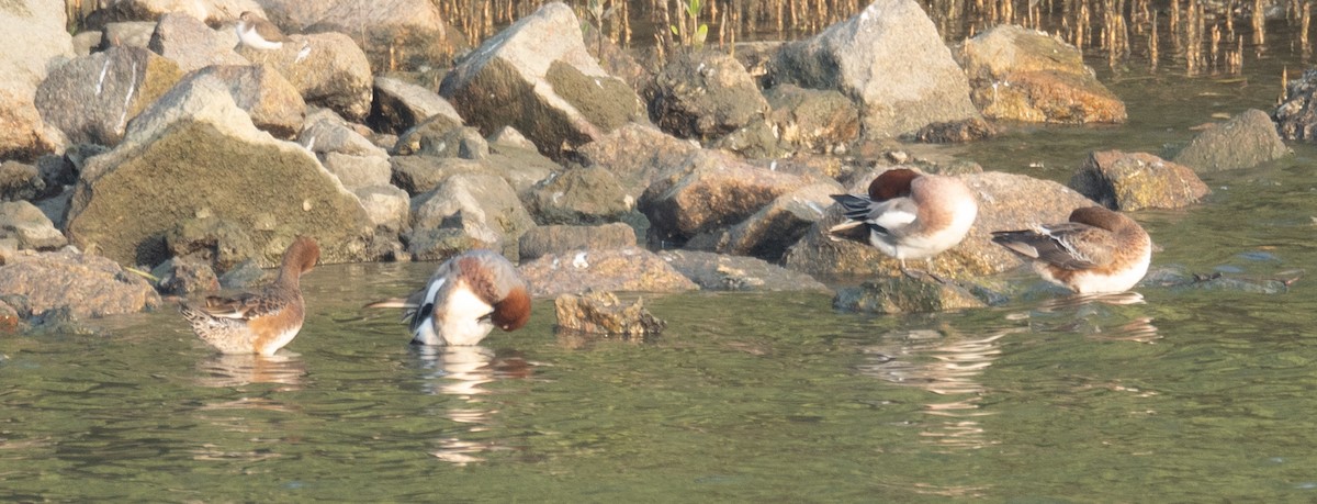 Silbón Europeo - ML647454904