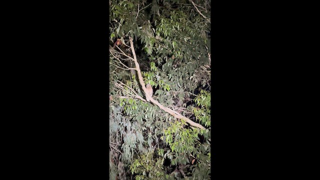 Australian Boobook - ML647454906