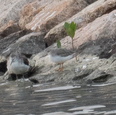 ביצנית אפורה - ML647454926