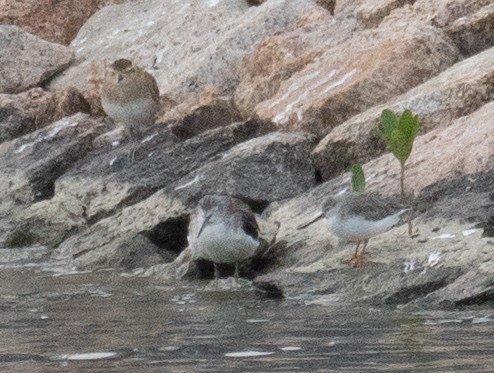 ביצנית אפורה - ML647454927