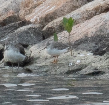 ביצנית אפורה - ML647454928