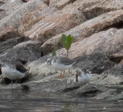 ביצנית אפורה - ML647454929