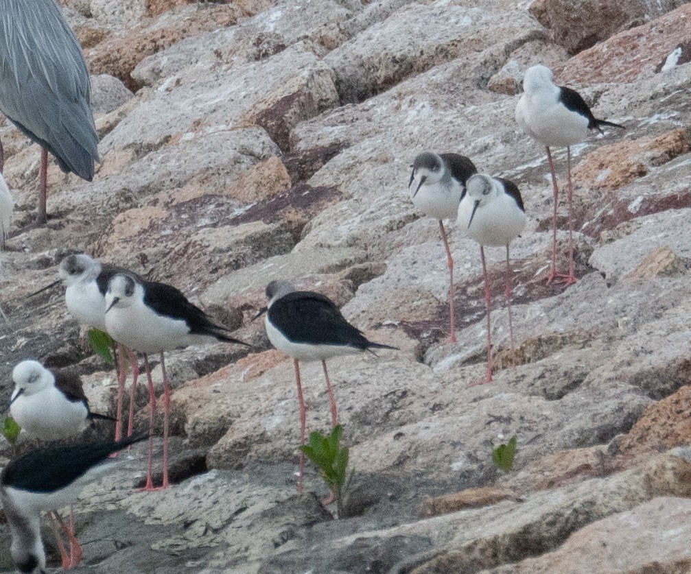 Black-winged Stilt - ML647454933