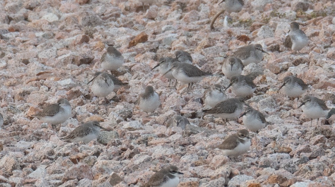 Dunlin - ML647454942