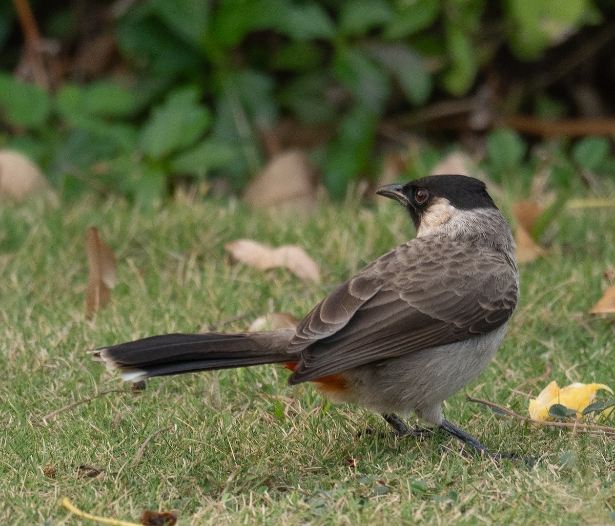 Sooty-headed Bulbul - ML647454979