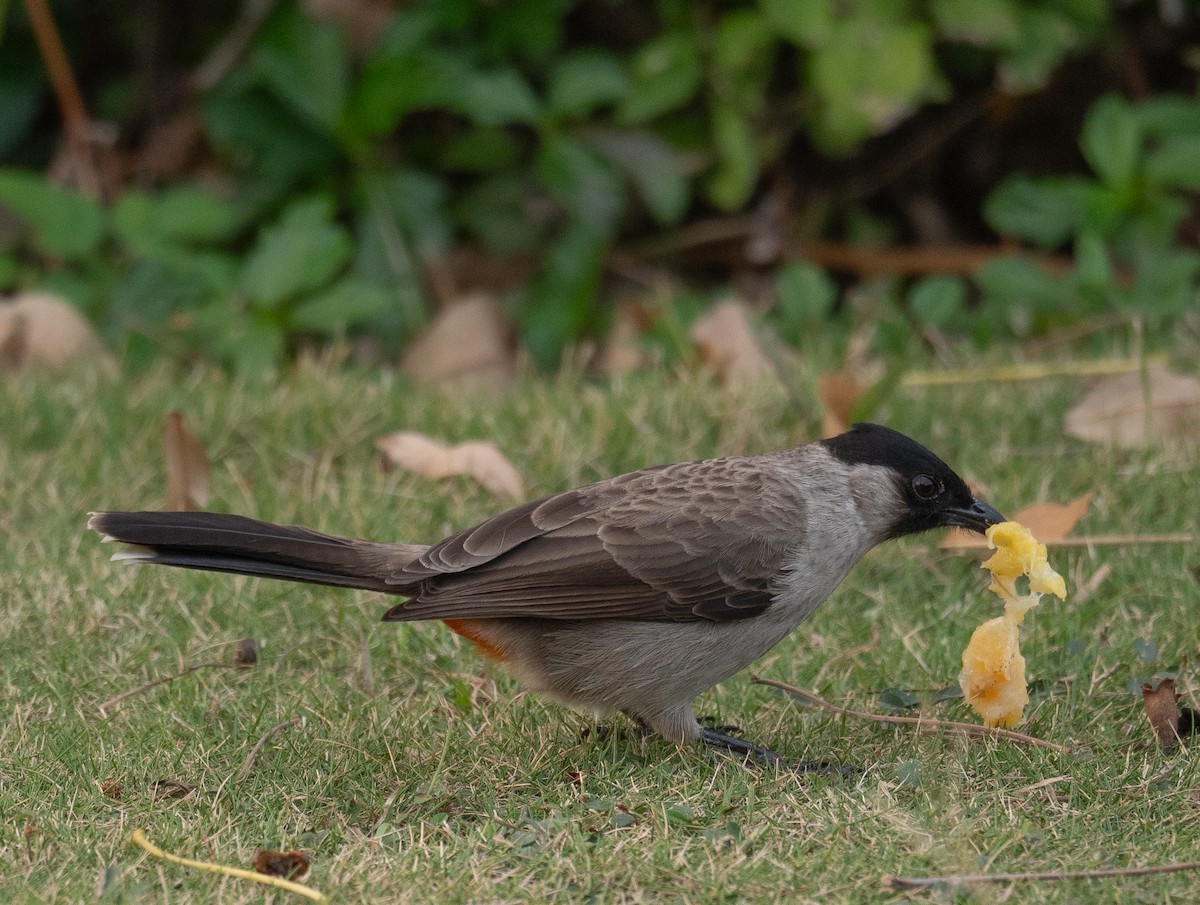Sooty-headed Bulbul - ML647454980