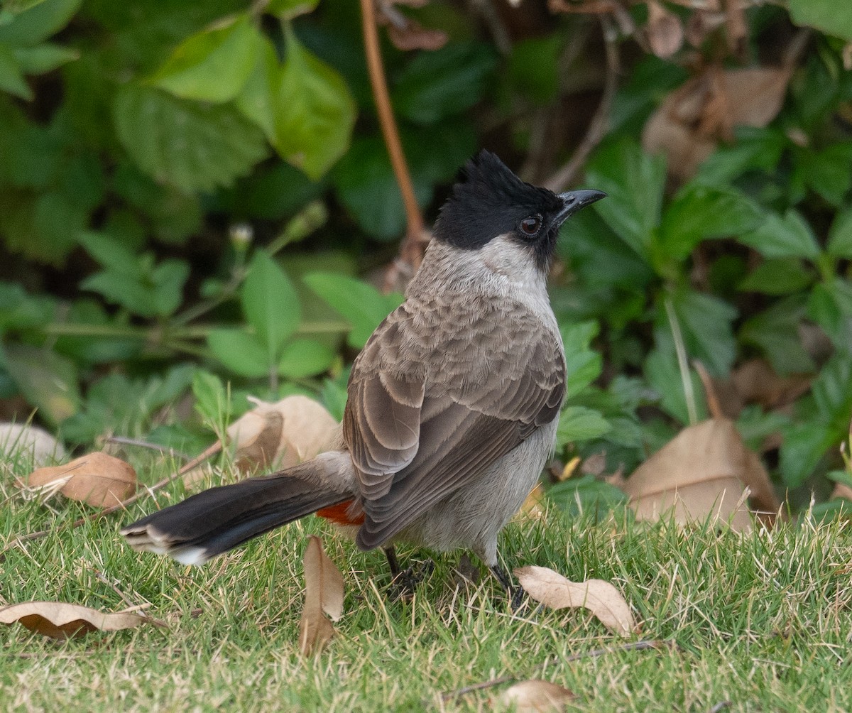 Sooty-headed Bulbul - ML647454981