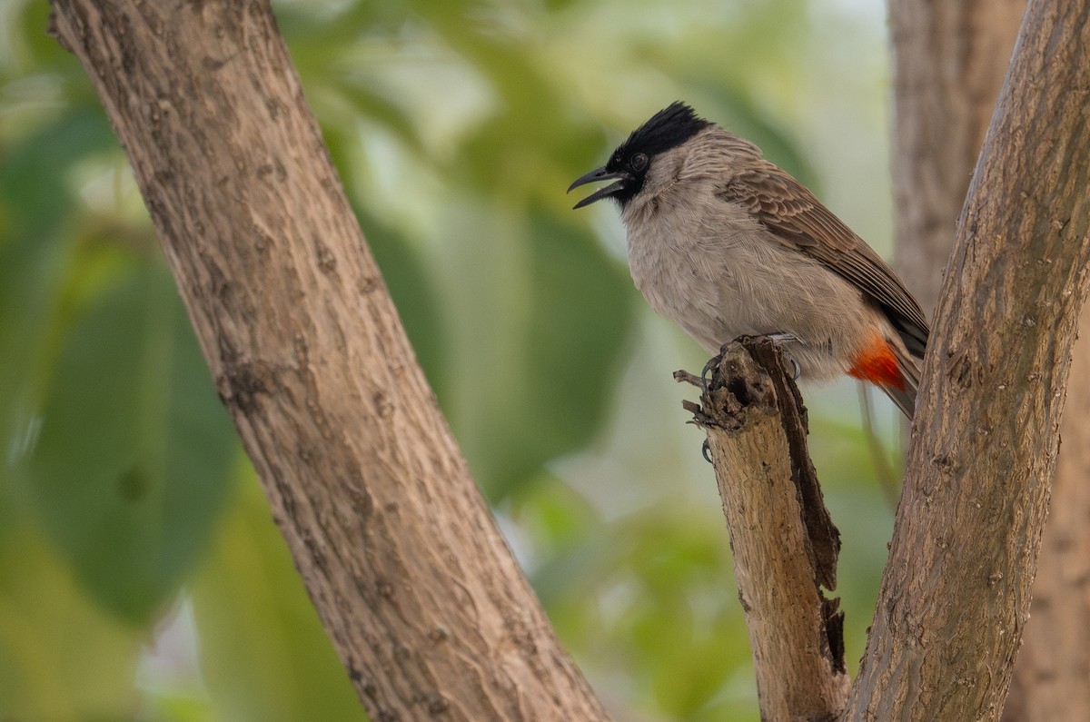 Sooty-headed Bulbul - ML647454982