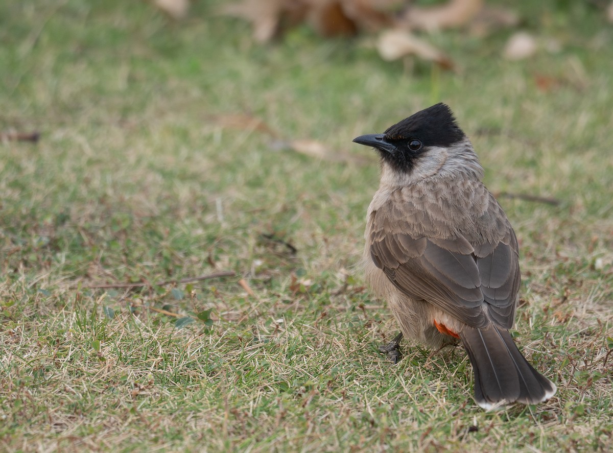 Sooty-headed Bulbul - ML647454985