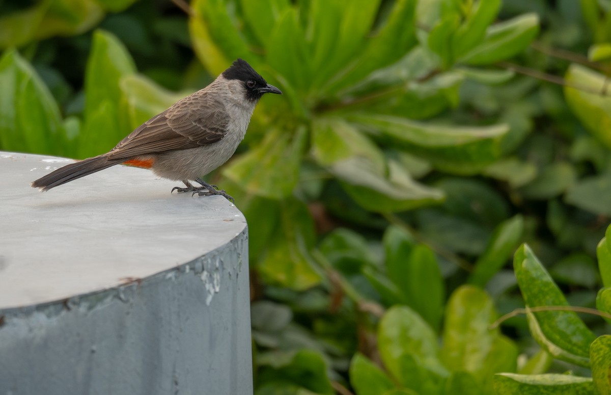 Sooty-headed Bulbul - ML647454986