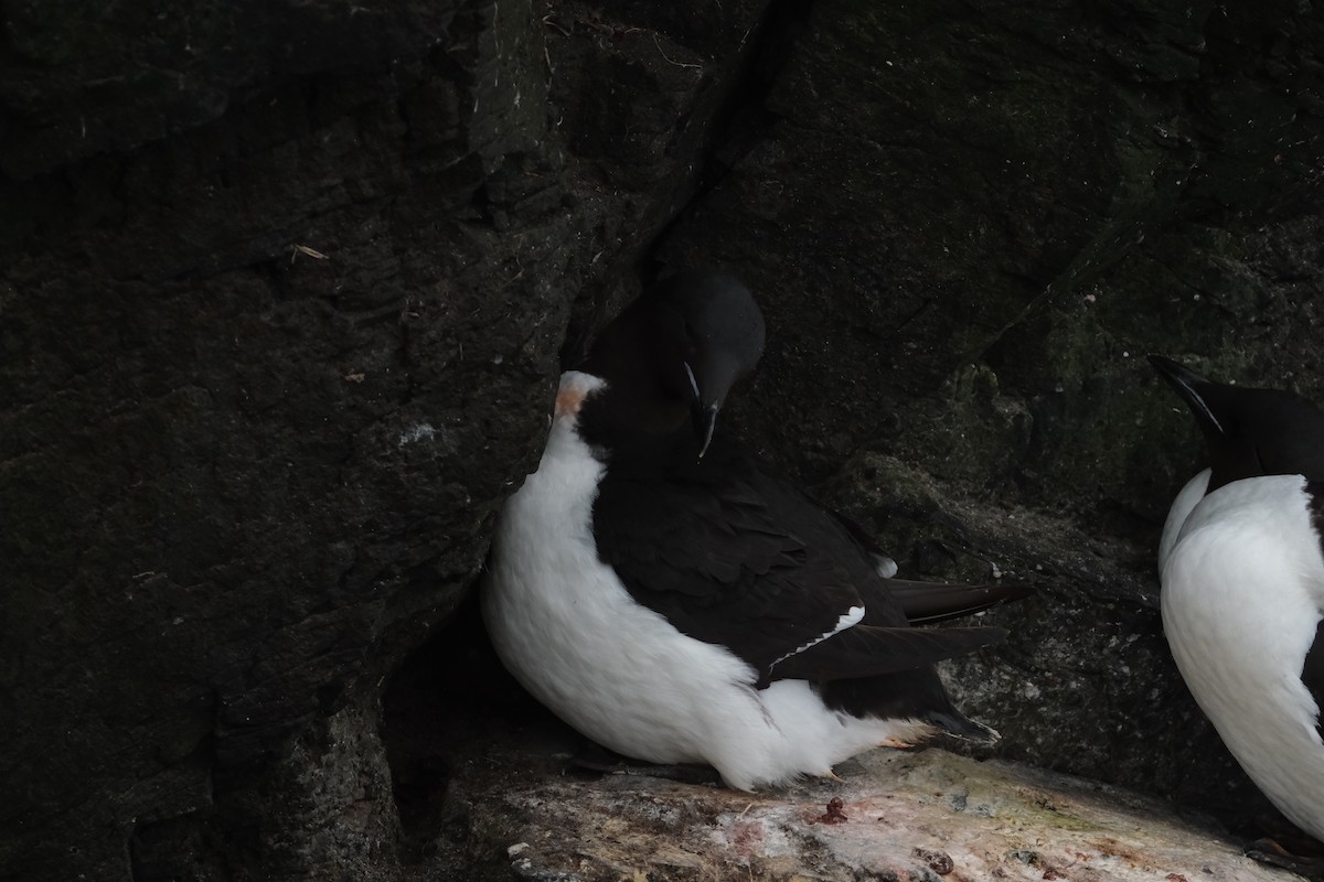 Толстоклювая кайра - ML647454995