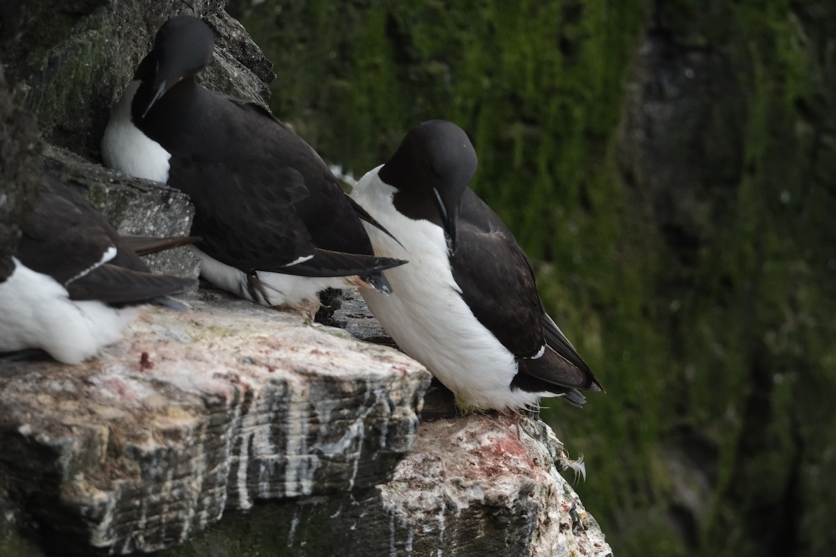 Толстоклювая кайра - ML647454996