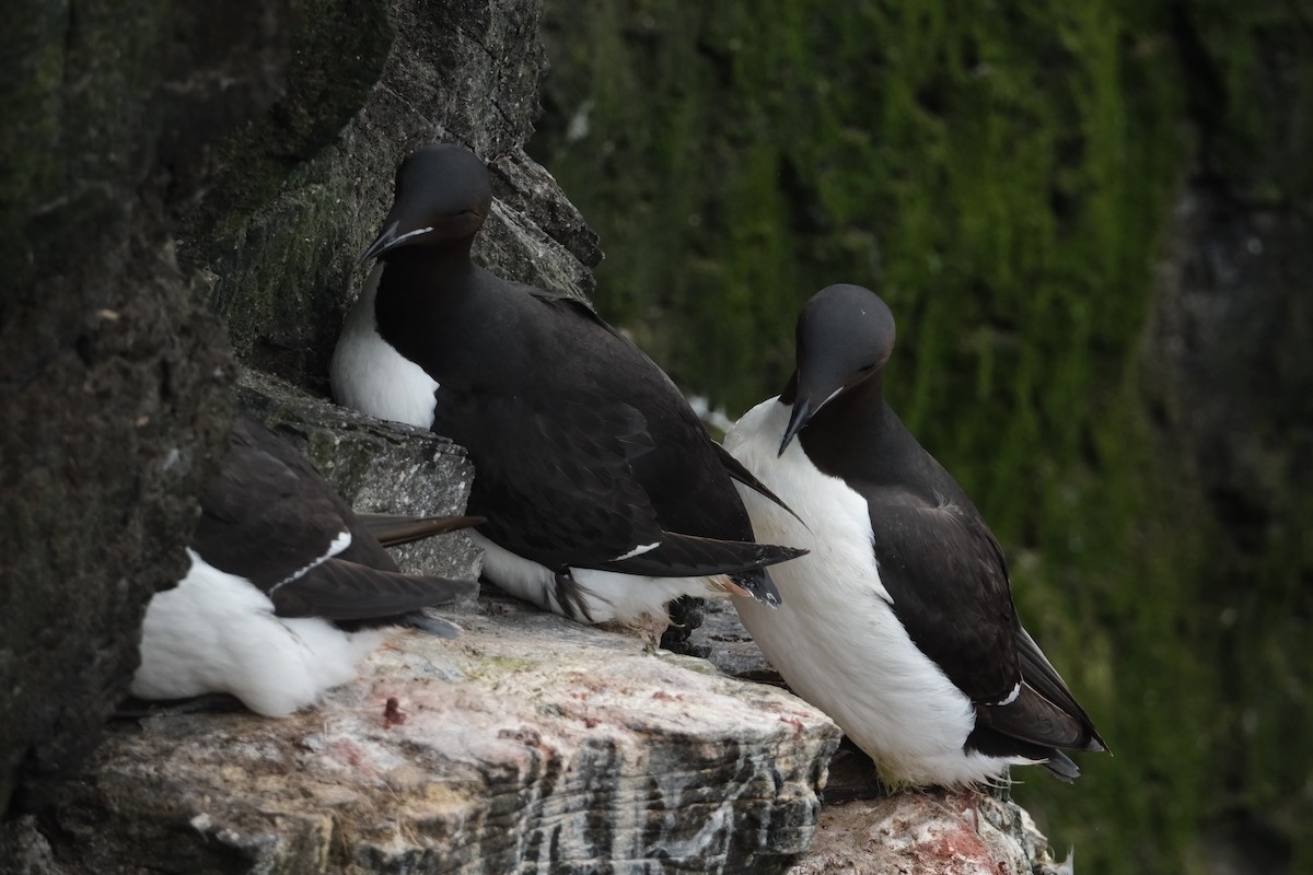 Толстоклювая кайра - ML647454997