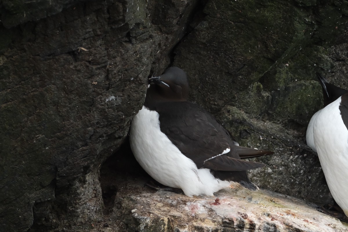 Толстоклювая кайра - ML647454999