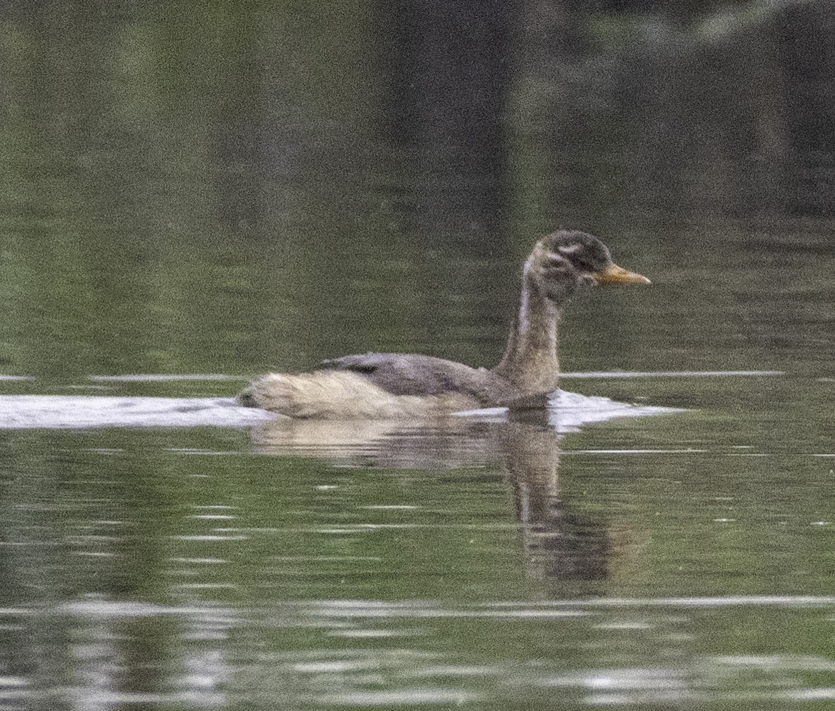 Zampullín Común - ML647455004